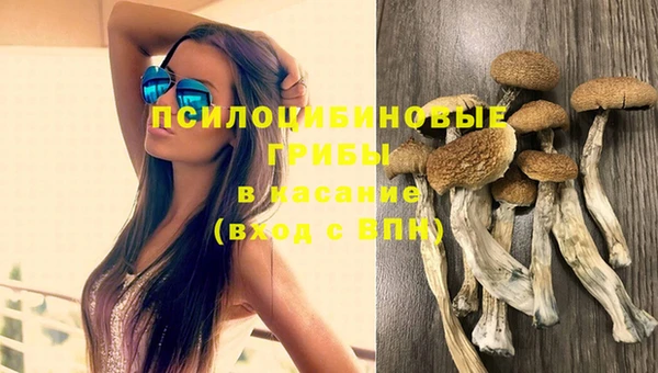 сатива Баксан